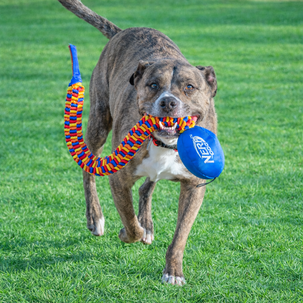Rainbow Vortex Tug Toy – Tough & Colorful