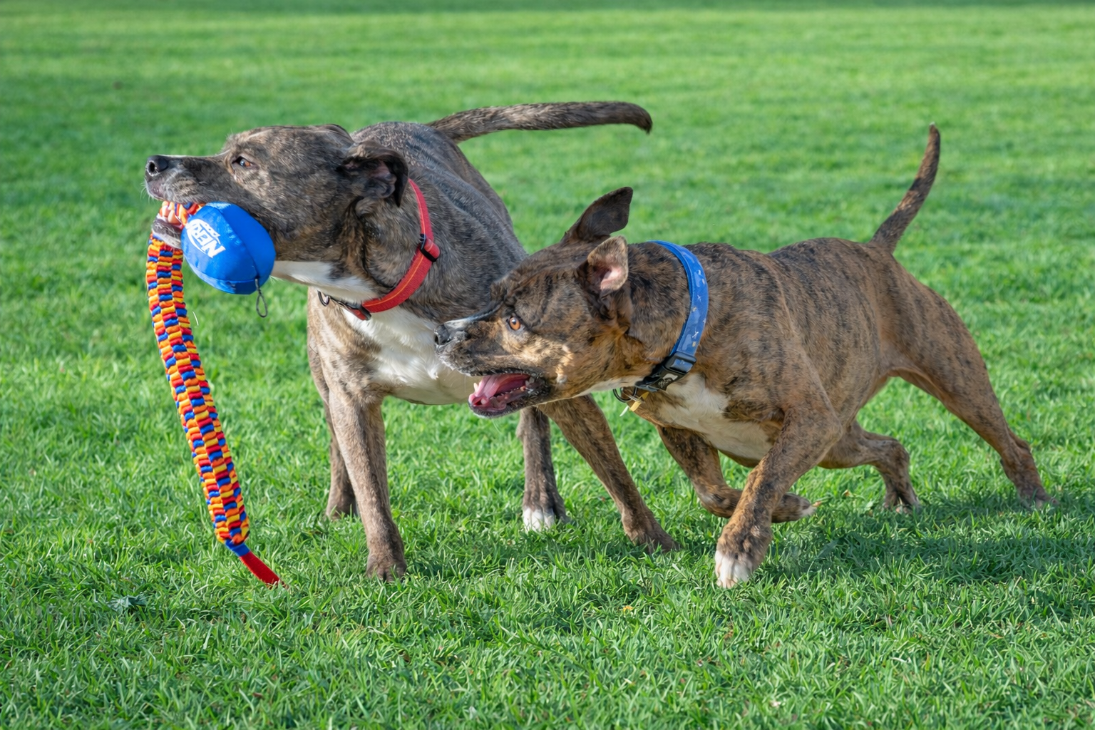 Rainbow Vortex Tug Toy – Tough & Colorful