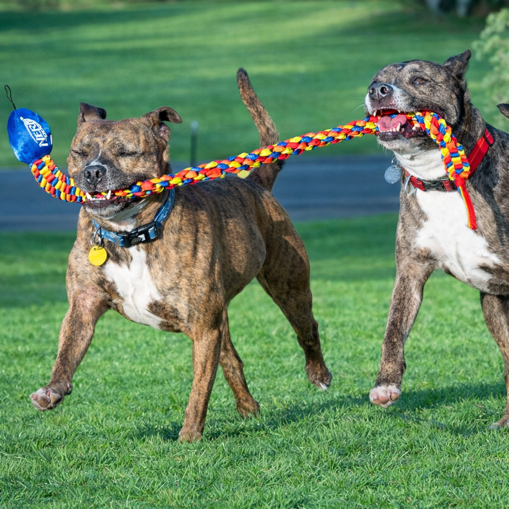 Rainbow Vortex Tug Toy – Tough & Colorful